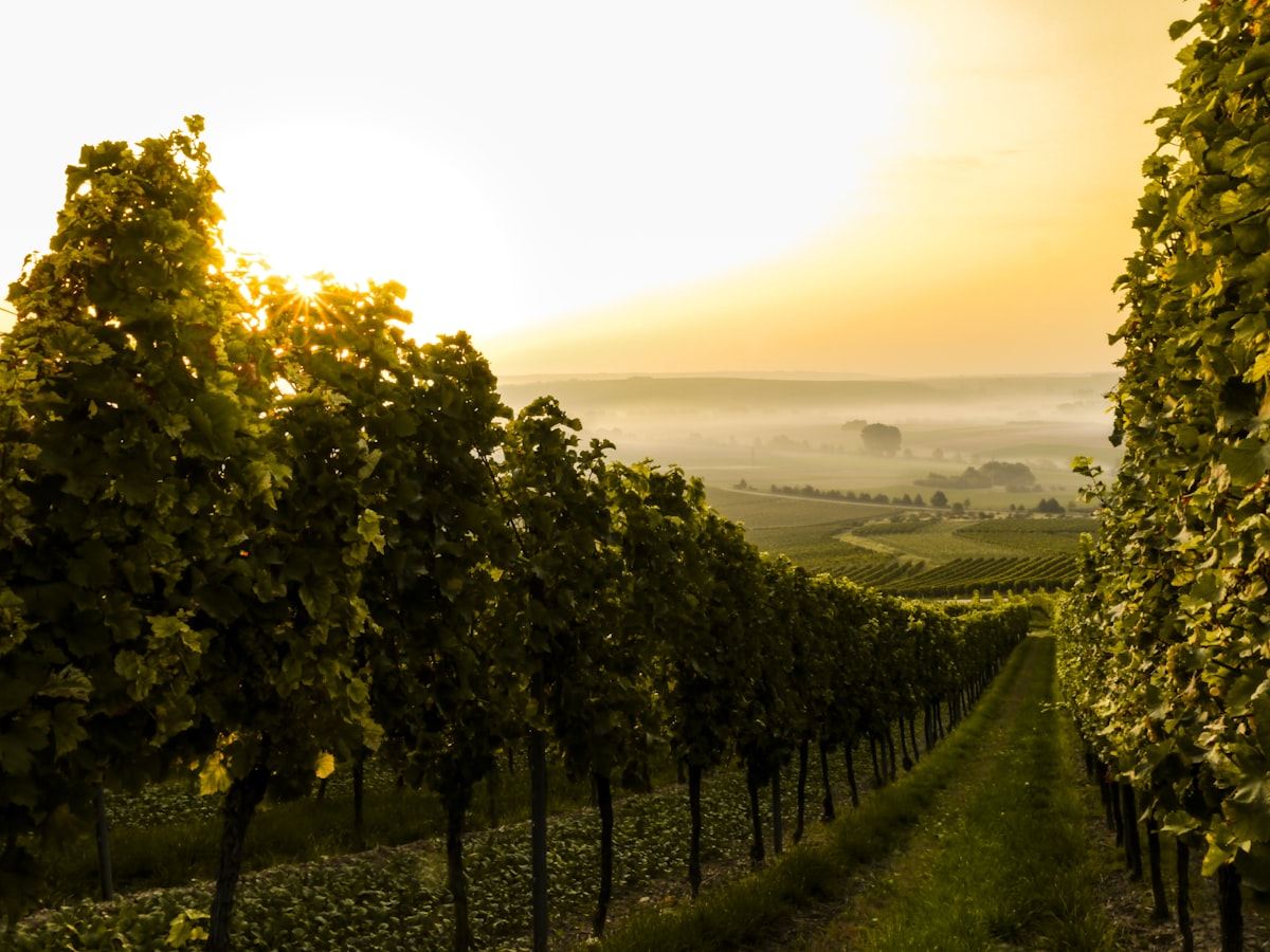 Comprendre les AOC, AOP et IGP : le guide complet des appellations françaises