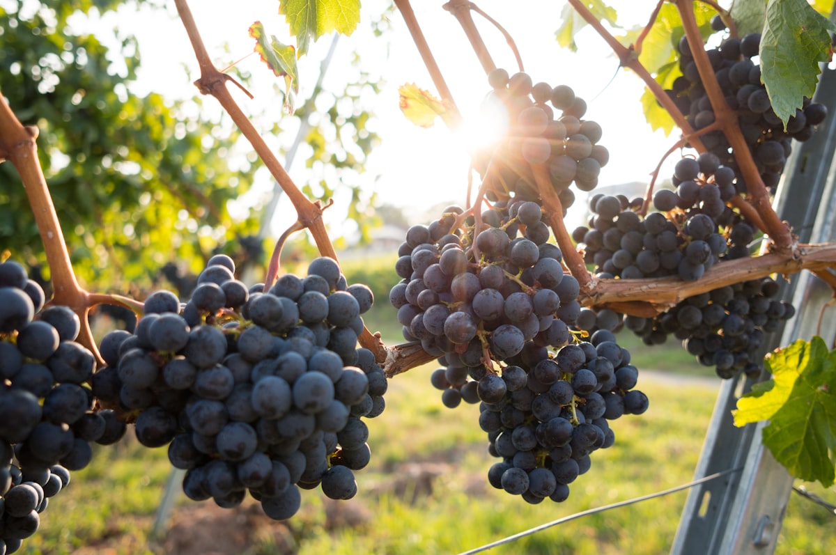 Comprendre le terroir : comment le sol et le climat façonnent le vin